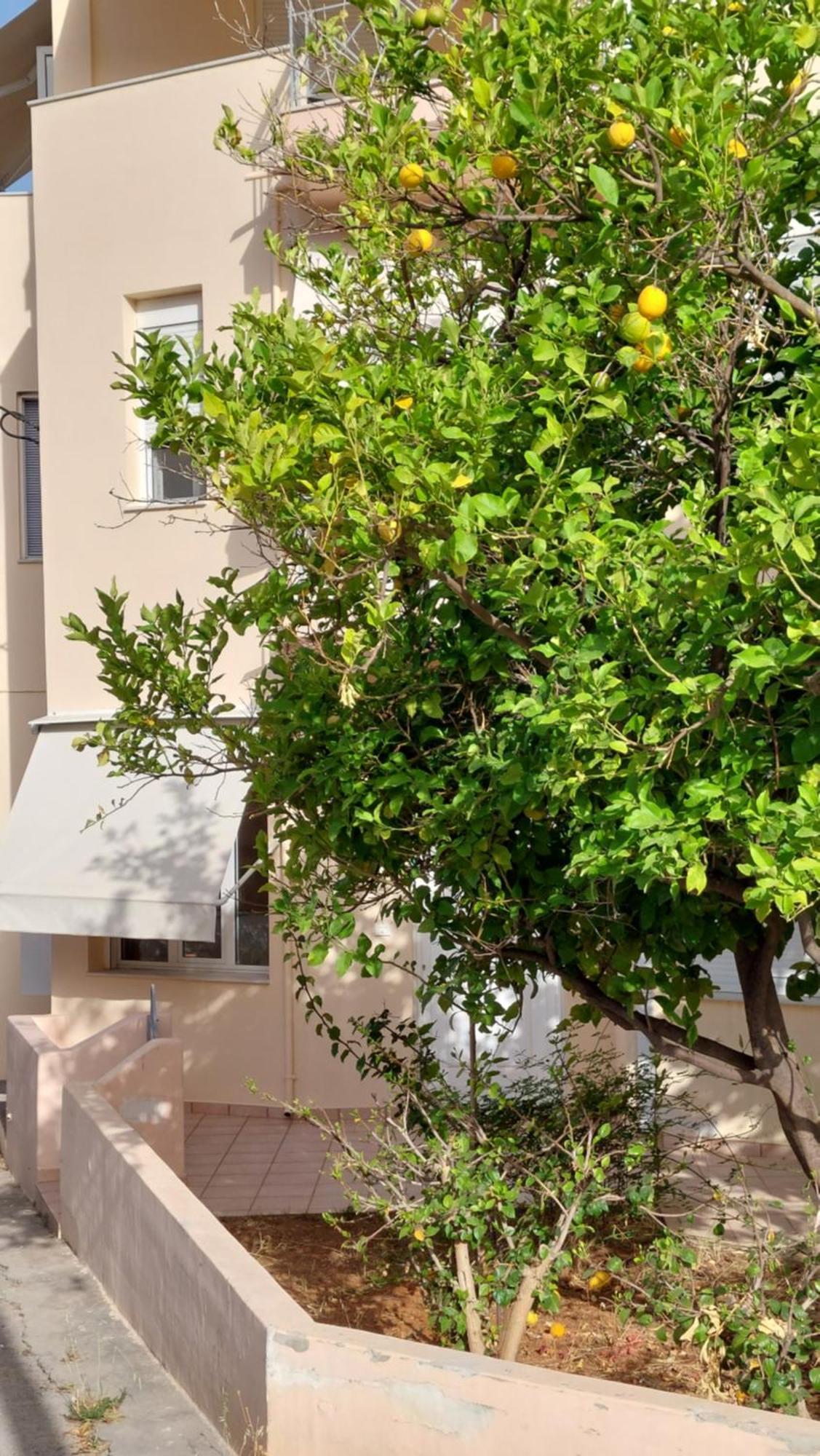 הוילה חאניה Sunbeam Retreat מראה חיצוני תמונה